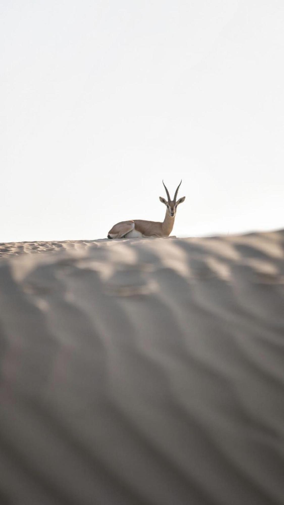 Desert Diamond Private New Camp Badīyah Kültér fotó